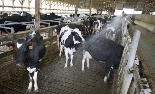 Cow shade cooling system3